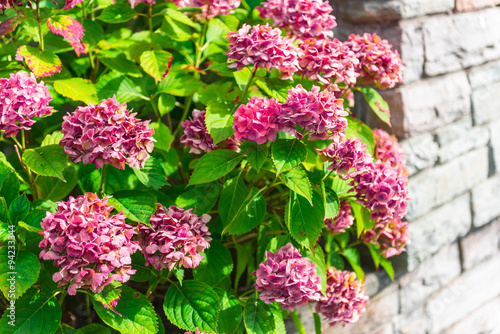 Pink hydrangea flowers bush on a brick wall background