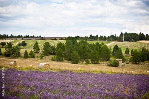 Lavender field and Straw bales in Provence, France