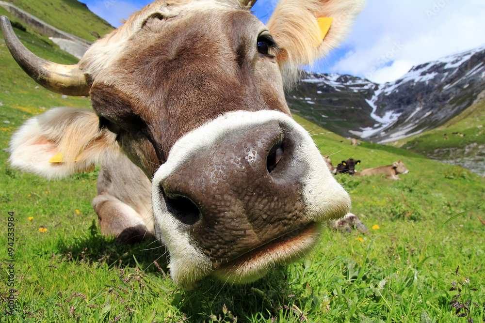 Eine hübsche Kuh mit Hörnern im Gebirge