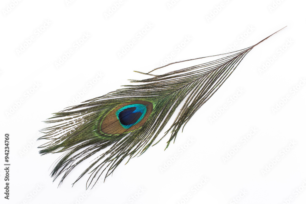 Obraz premium Peacock feather isolated on white