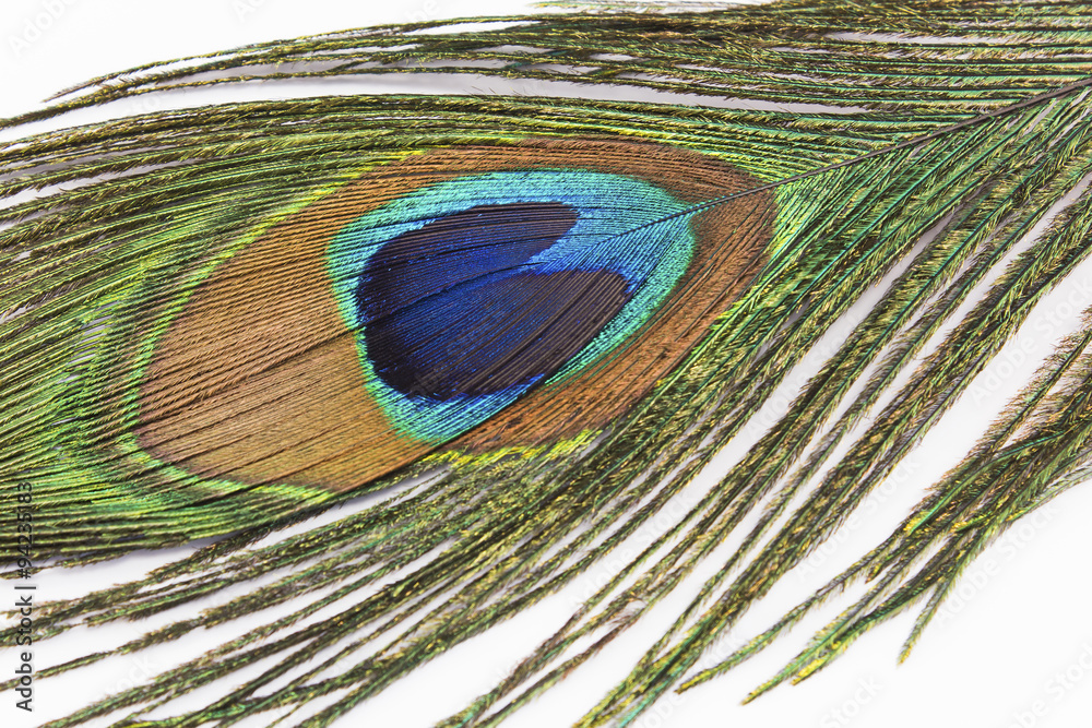 Fototapeta premium The peacock feather on a white background