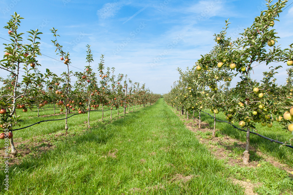apple trees loaded with apples in an orchard in summer