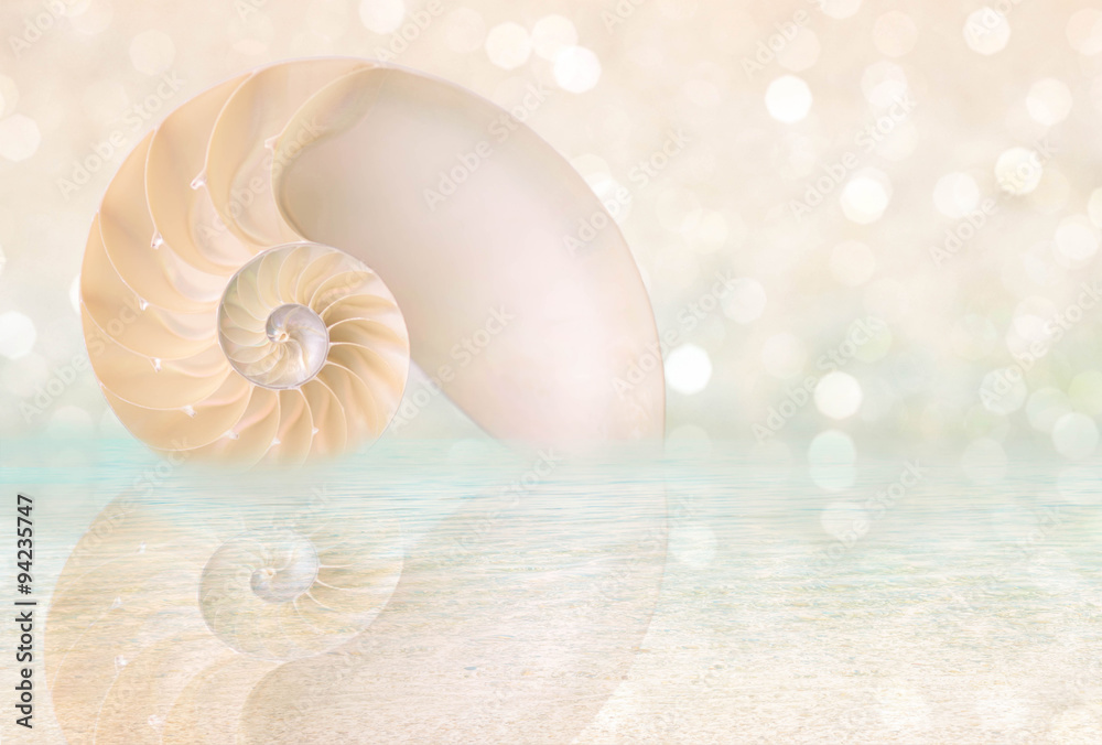 Nautilus shell cut Nautilus shell cut