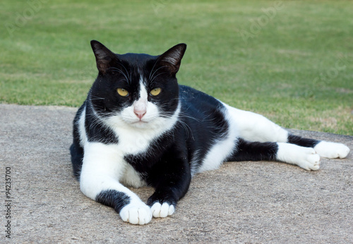 cat looking something