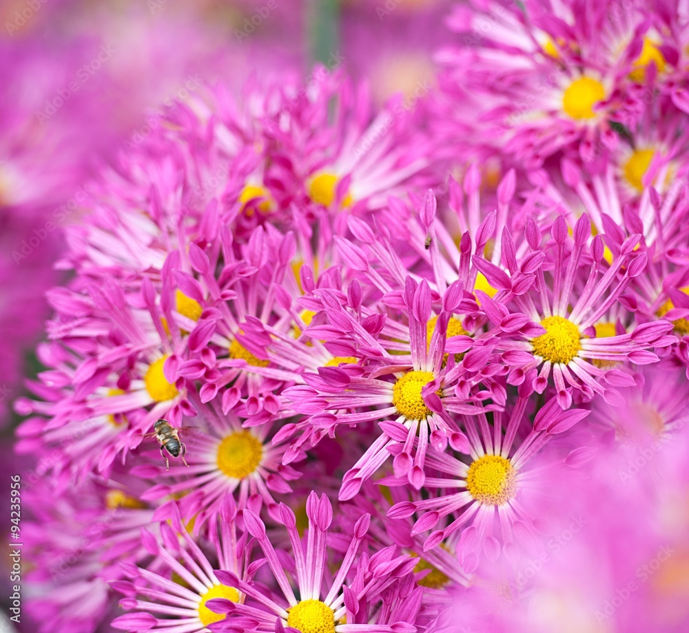 Obraz premium Chrysanthemum Flower in Garden