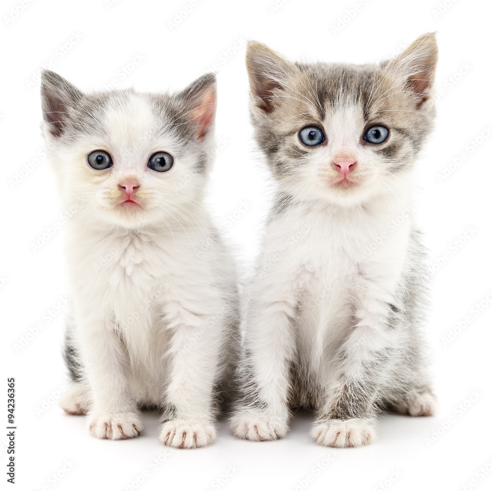 Two small kittens.