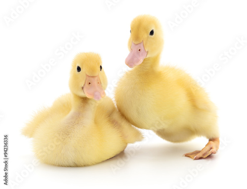 Two ducklings.