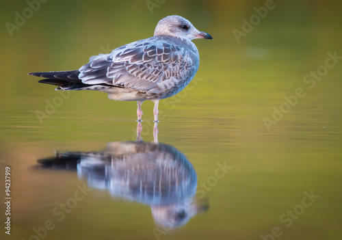 Foto Common Gull