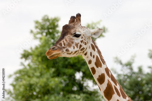 Beautiful Giraffa © FPWing