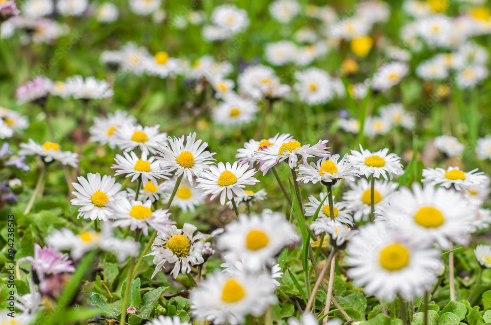 Obraz premium Blooming daisy flowers and sow thistles on the green meadow