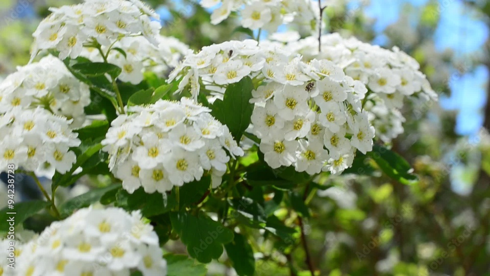 Spirea alpine spring flower - white flowering shrub Spirea alpine spring flower - white flowering shrub