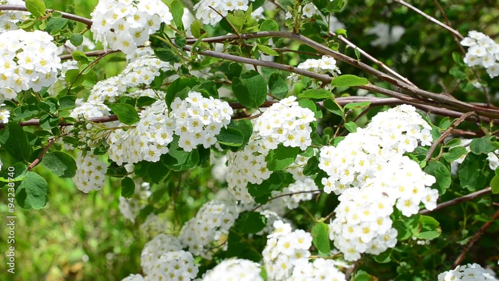 Spirea alpine spring flower - white flowering shrub Spirea alpine spring flower - white flowering shrub