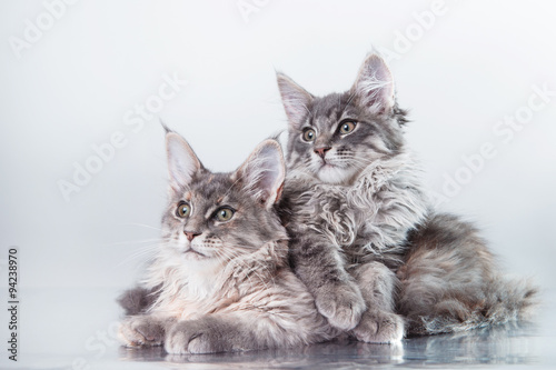 Maine Coon kitten portrait