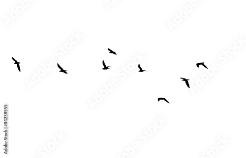 a flock of birds on a white background