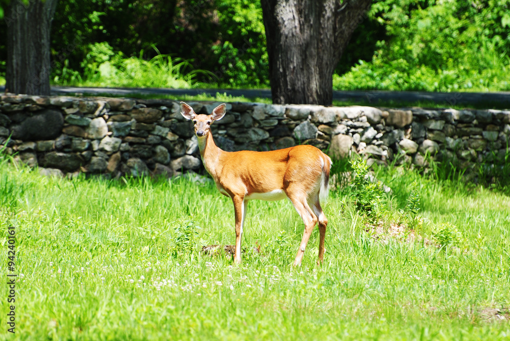 A White Tail Deer in the Wild A White Tail Deer in the Wild
