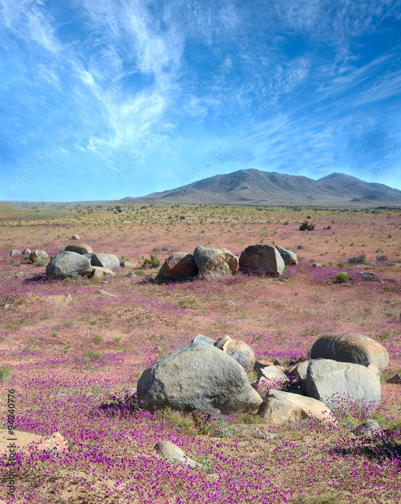 Naklejka premium Phenomenon of Flowering desert in the Chilean Atacama