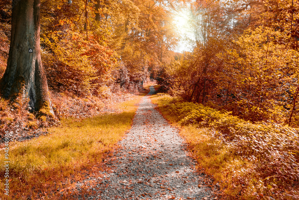 Idyllischer Waldweg mit Herbststimmung