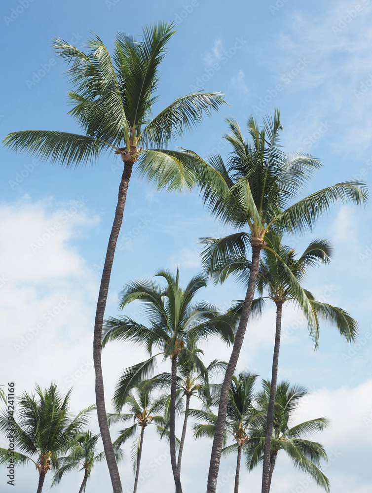 Coconut Palms in the Hawaiian Islands