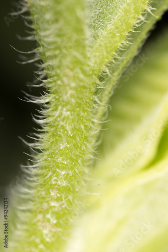 green plant. super macro