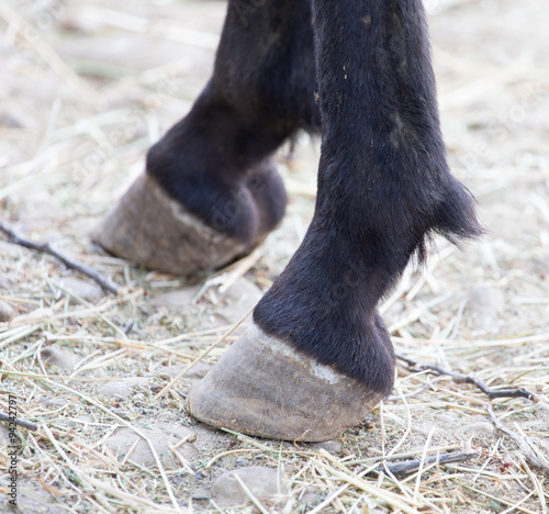 hooves