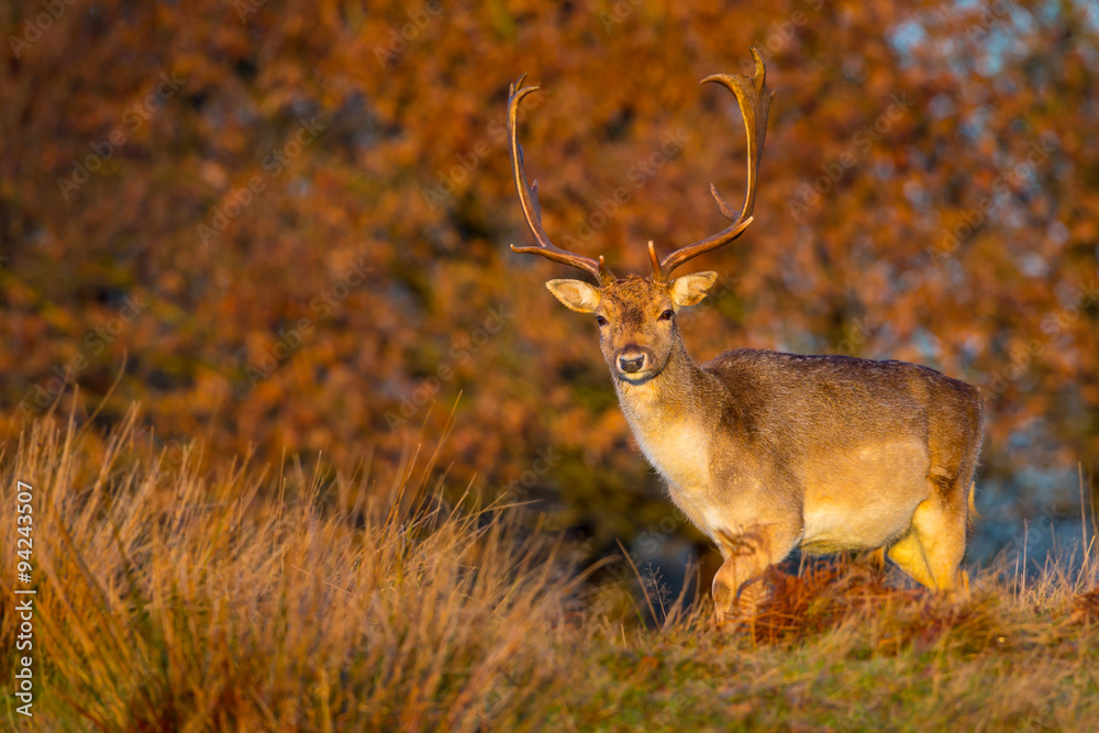 Obraz premium Fallow Deer
