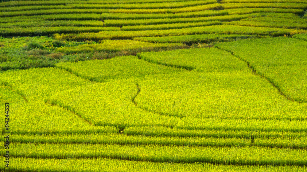 Pattern of rice farm