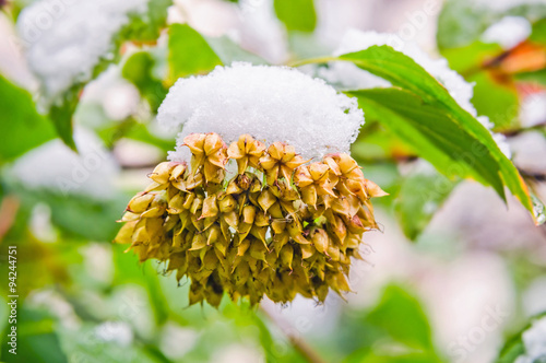 Unexpected snow in October on the fruit of ninebark (lat. Physocarpus opulifolius) photo