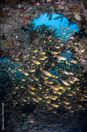 Schooling Fish in Reef Cavern #94245304