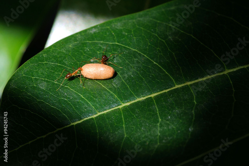 Ant carry egg