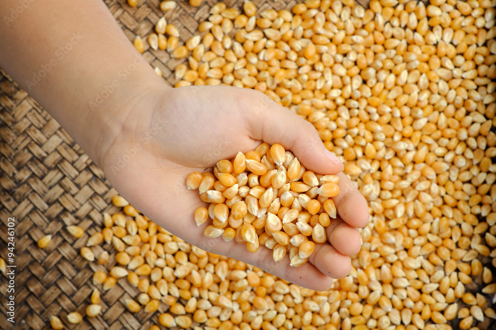 Maize grain in hand. Maize grain in hand.