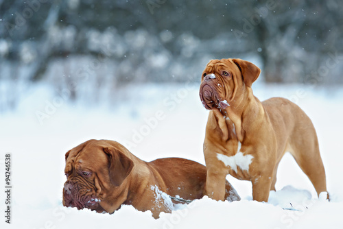 Dog Bordeaux dog © brusnikaphoto