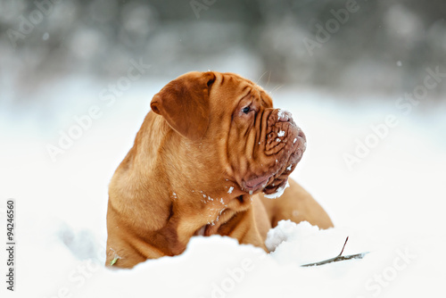 Dog Bordeaux dog © brusnikaphoto