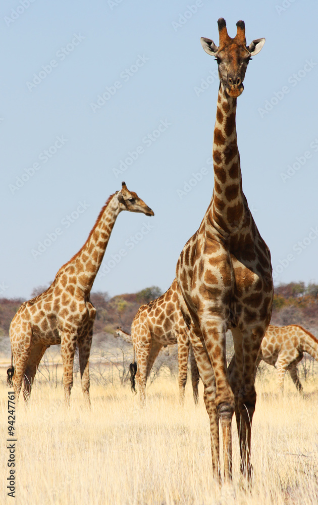 Obraz premium Group of giraffes