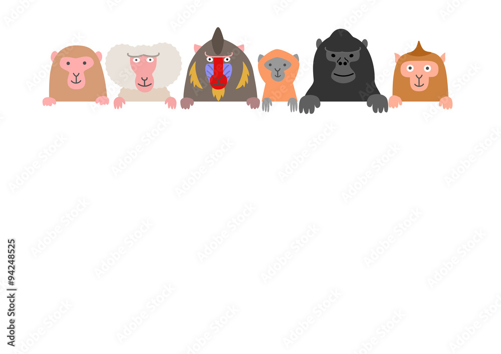 Fototapeta premium monkies with card, white background