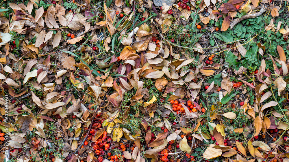 Fallen colored leaves on ground and red berry Fallen colored leaves on ground and red berry