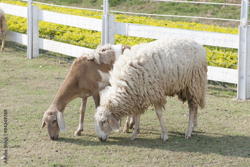 Fototapeta premium Sheep Garden