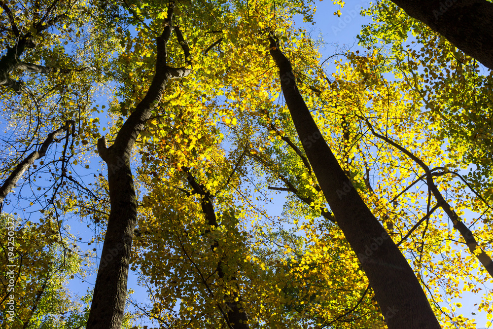 Obraz premium Autumn leaves