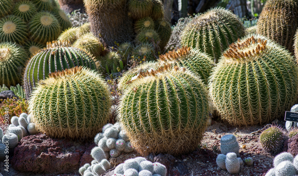 Cactus Cactus