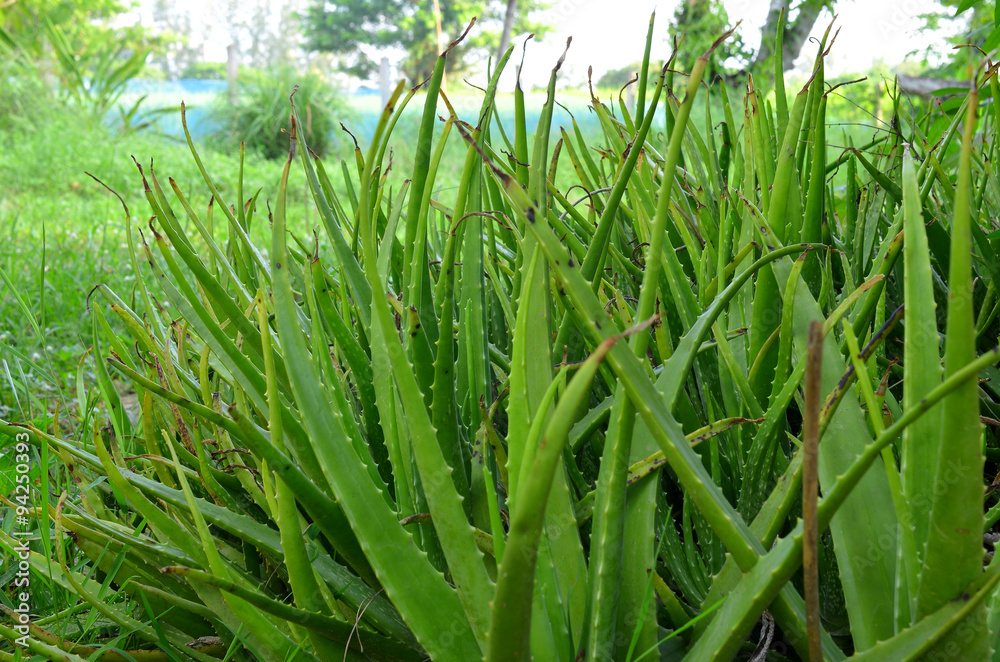 Obraz premium Aloe Vera