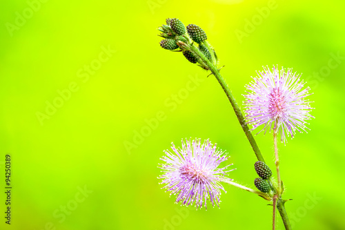 thistle wild flowers