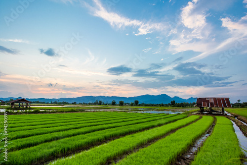 Rice field at Chiangrai Province  Northern Thailand