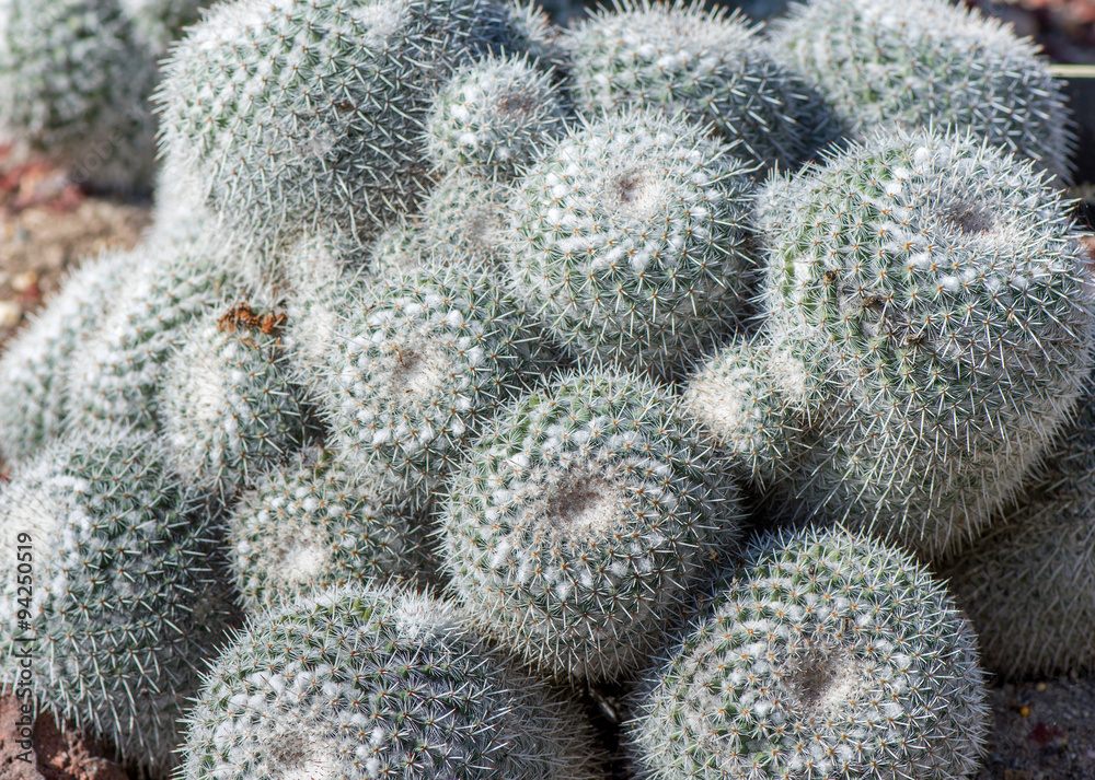 Cactus Cactus