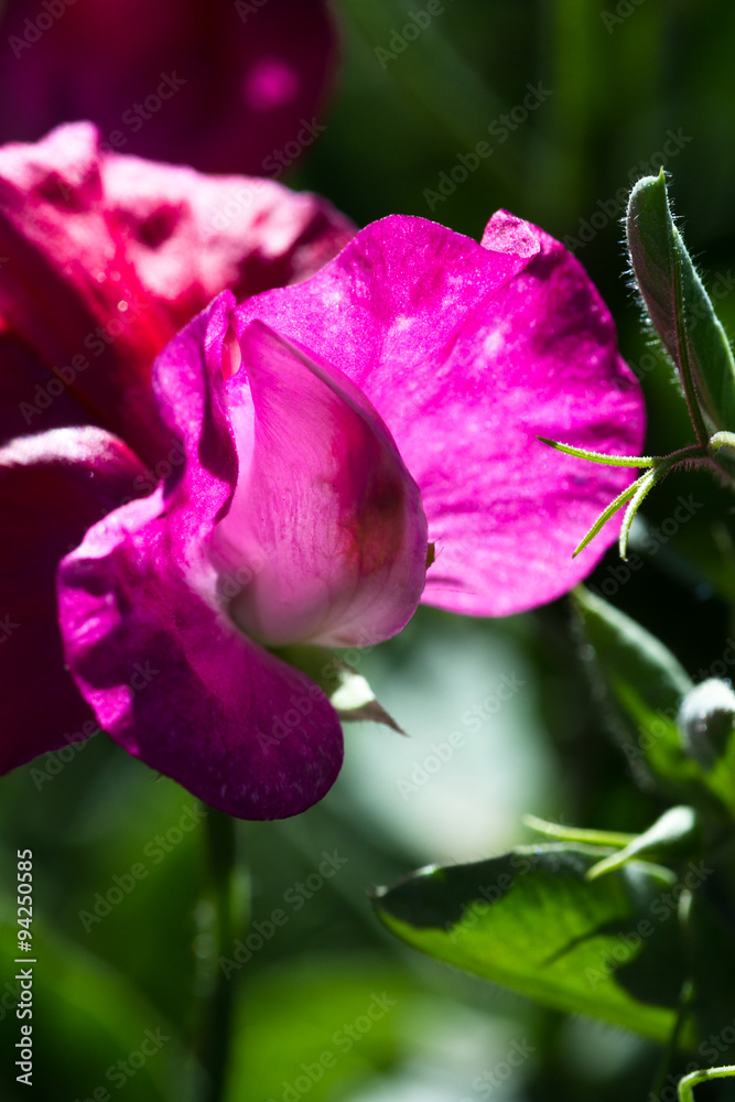 sweet pea bloom