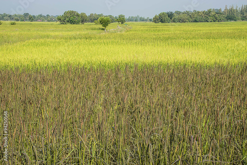 Landscape of row of black sticky rice and green paddy rice field in Thailand.