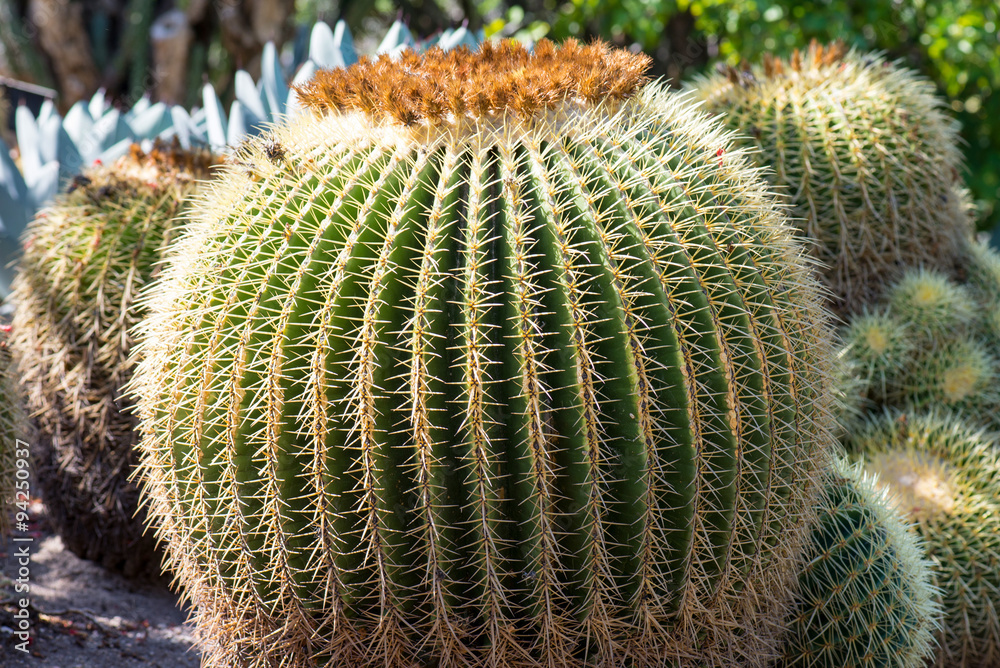 Cactus Cactus