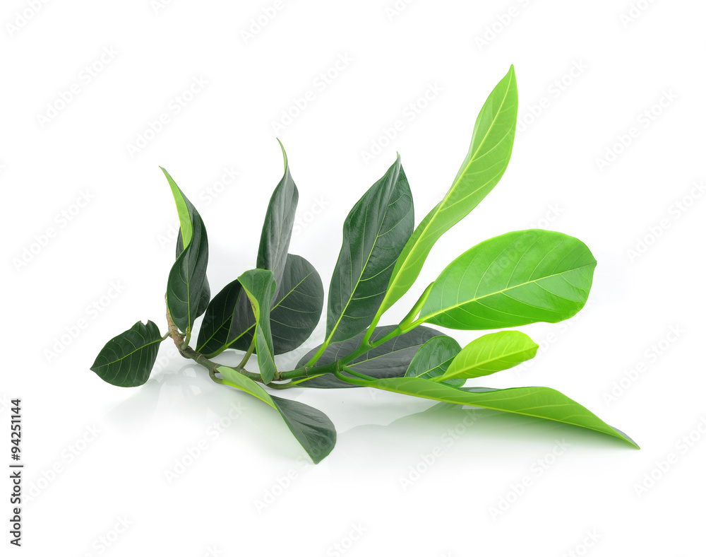 Jackfruit leaves on white background. Jackfruit leaves on white background.