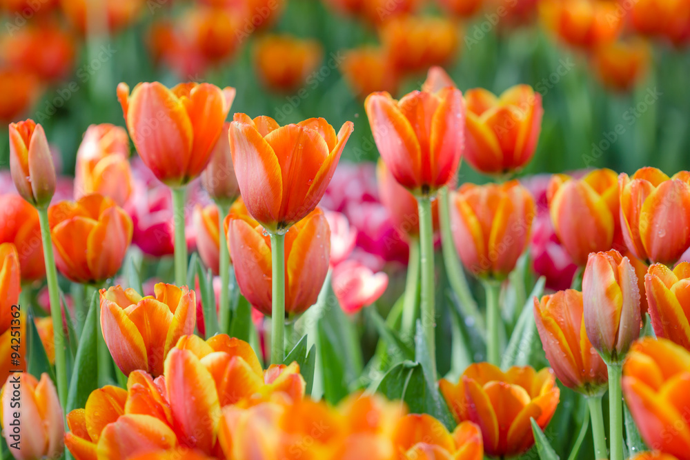 Blooming spring flowers tulips in the garden Blooming spring flowers tulips in the garden