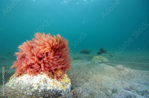 Lonely bush of red seaweed dances with surf on flat sandy bottom near Leigh, New Zealand photo