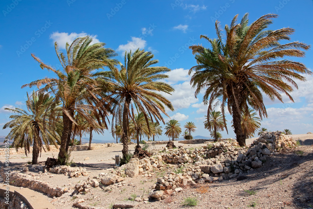 Palm trees at the Megiddo National park - a UNESCO work heritage site, northern Israel.