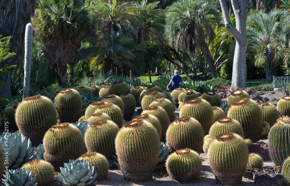 Cactus Cactus
